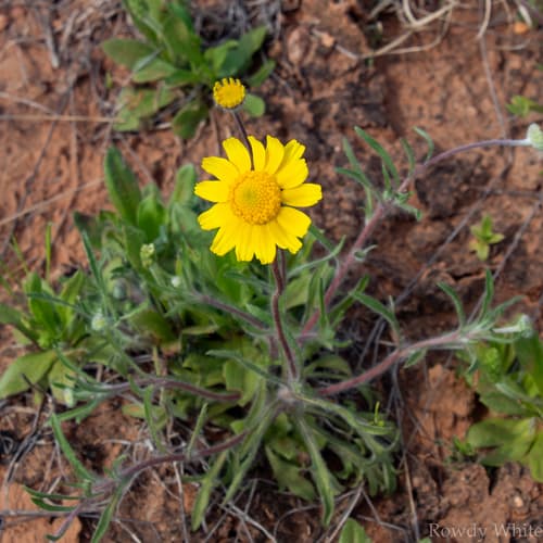 Fineleaf Four-nerved Daisy Bonsai