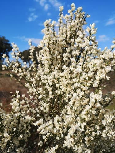 White Spanish Broom Shrub
