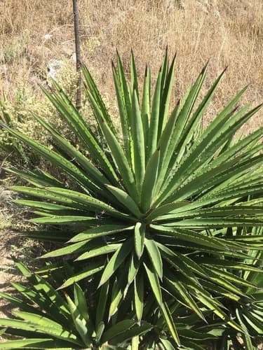 Agave karwinskii