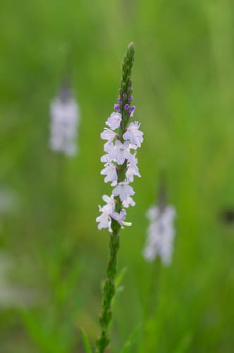 Narrowleaf Vervain
