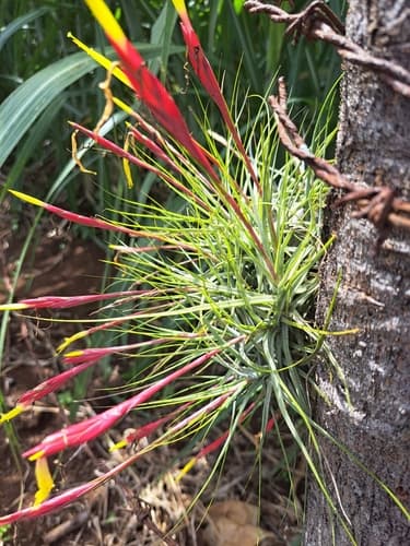 Tillandsia schiedeana