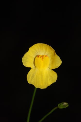 Humped Bladderwort Bonsai (Conceptual)