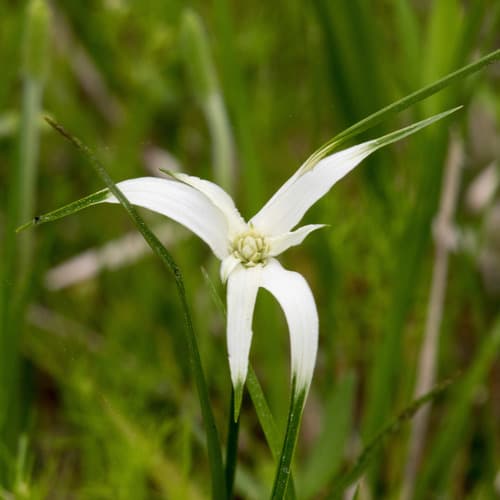 Sandswamp Whitetop Sedge