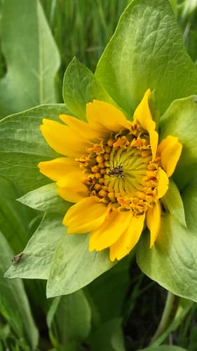 Smooth Mule-ears (Flowering Plant)