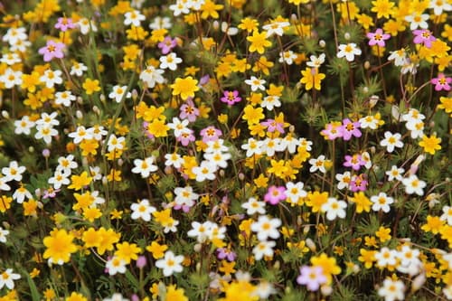 Image is Not a Bonsai