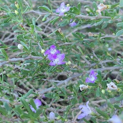 Christmas berry Bonsai