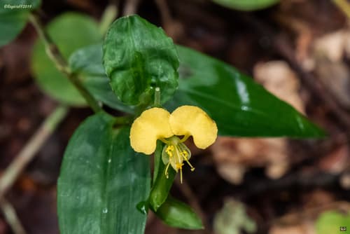 African Yellow Dayflower