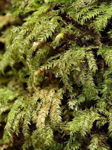 Swartz's Feather-moss