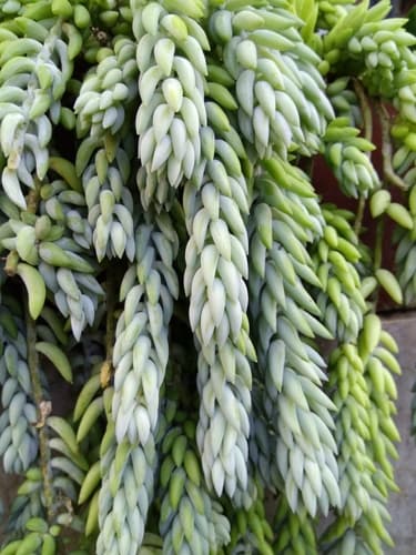 Burro's-tail