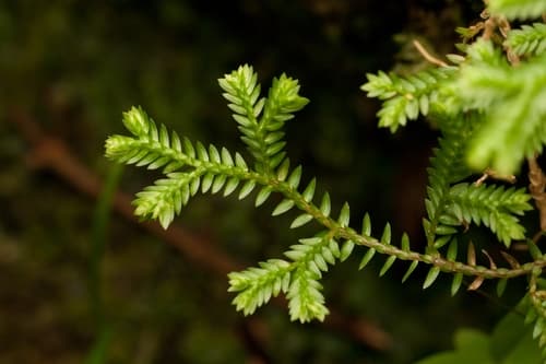 Krauss's clubmoss