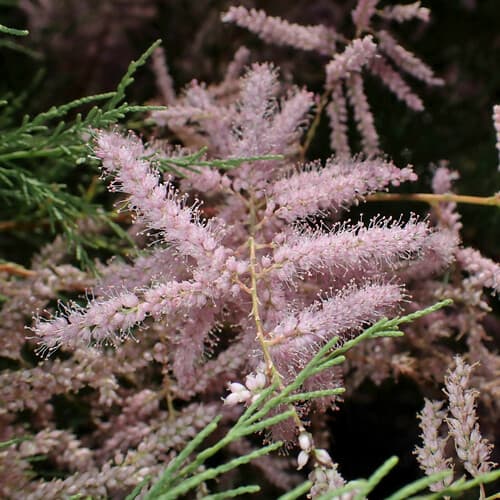 Five-stamen Tamarisk