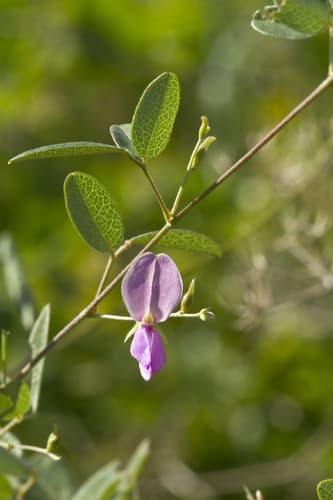 Eastern Milkpea