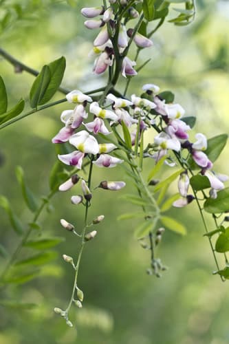 Eve's Necklacepod Bonsai
