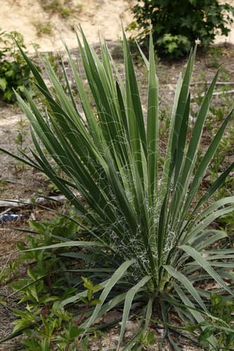 Gulf Coast Yucca