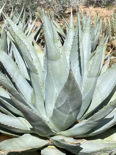 Desert Agave