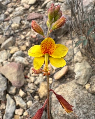 Indian Rushpea Bonsai