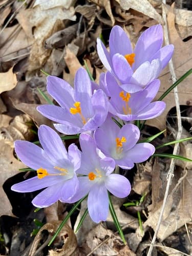 Woodland crocus