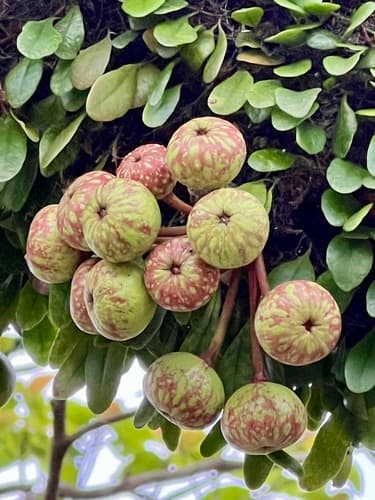 Common Red-stem Fig Bonsai