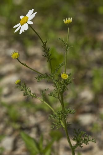 Stinking chamomile