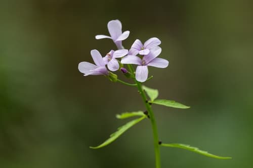 Coralroot Bittercress Specimen