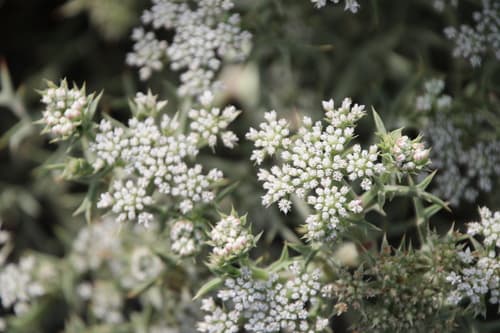 Spinose Pickling Herb