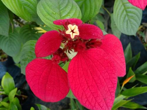 Red-leaved Mussaenda Bonsai