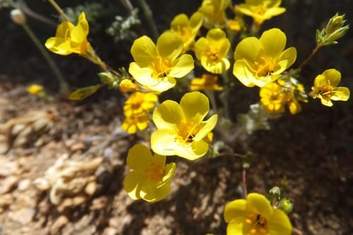 Golden Linanthus (Hypothetical Bonsai)