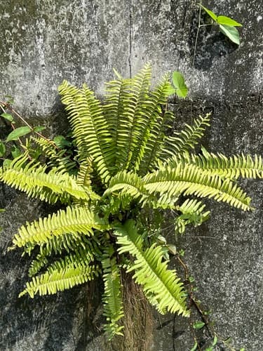 Brown's Sword Fern