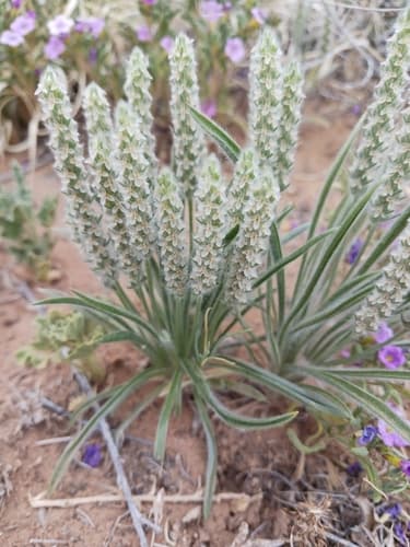 Woolly Plantain Bonsai