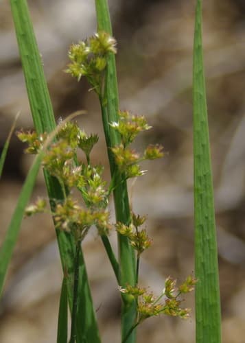 Irisleaf Rush Bonsai