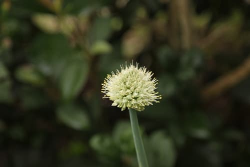 Welsh Onion Bonsai
