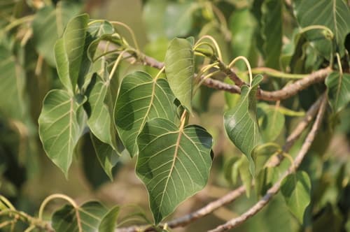 Petiolate Fig Bonsai