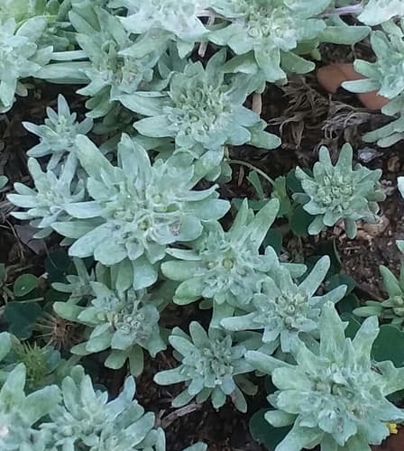 Flathead Rabbit Tobacco