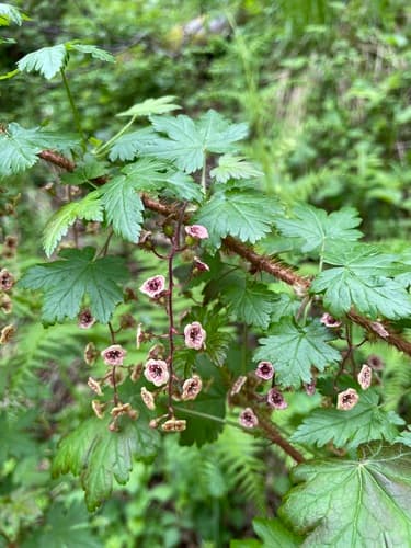 Swamp Currant Bonsai