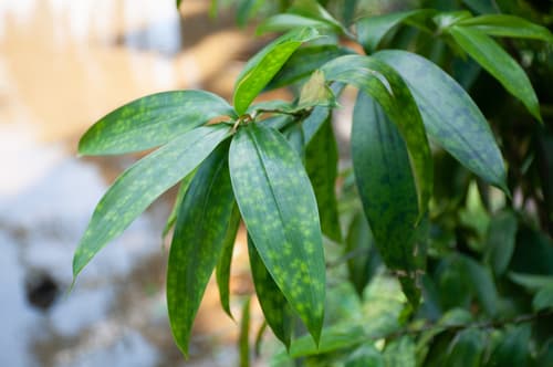 Gold-dust Dracaena Bonsai