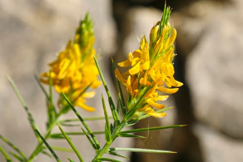 Pincushion Gorse