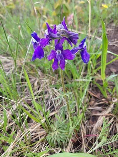 Low Larkspur