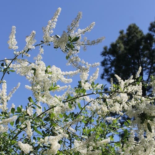 Palmer Ceanothus Bonsai