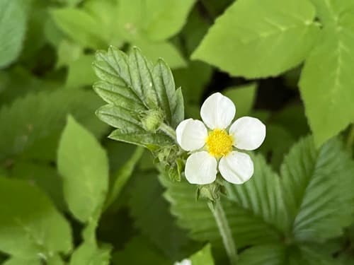 Hautbois Strawberry Flower