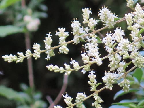 Quihoui Privet Bonsai