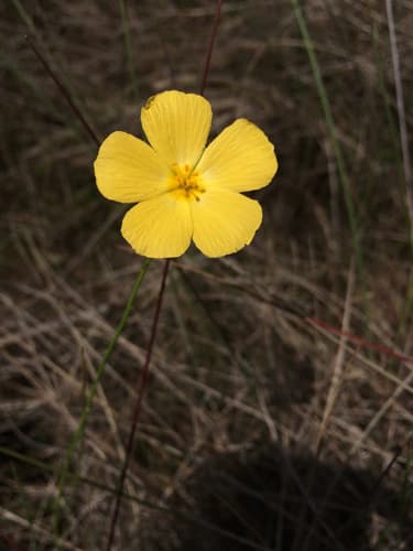 Pitted Stripeseed Flower
