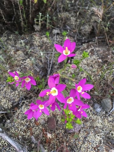 California Centaury