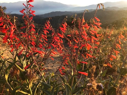 Firecracker Penstemon