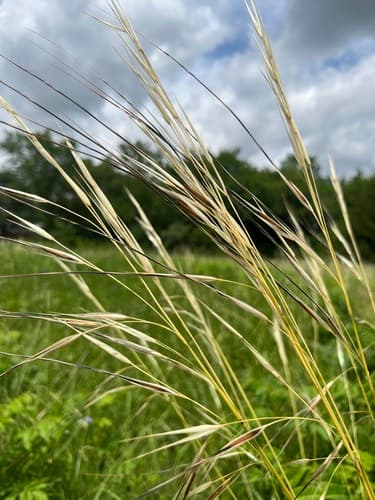 Porcupine Needlegrass Bonsai
