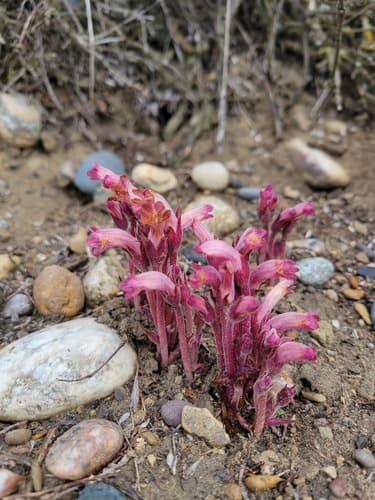 Clustered Broomrape
