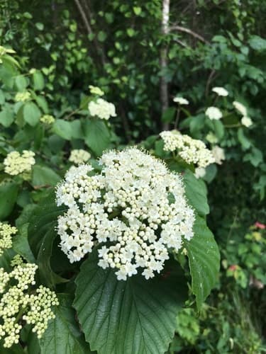 Southern Toothed Viburnum Bonsai