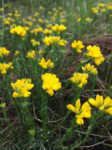 Spanish Gorse (Genista hispanica)