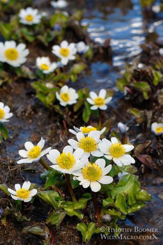 White Marsh Marigold