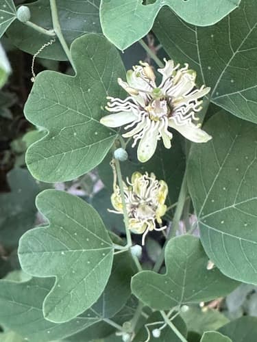 Bracted Passionflower