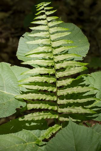 Narrow-leaved Glade Fern